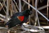 Redwing Blackbird