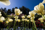 White Tulips