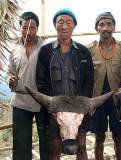 A mithuns head (of an animal just being slaughtered) is proudly presented.