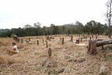 Shifting cultivation. Paddy field where trees have been cut before. Phnong village Pu Lang II, Mondulkiri, Cambodia