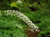 black cohosh.jpg