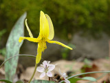 trout lily and spring beauties.jpg