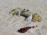 ghost crab.jpg