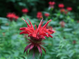 bee balm.jpg