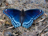 red-spotted purple.jpg
