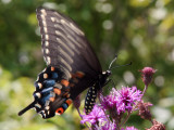 black swallowtail.jpg