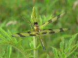 halloween pennant f ks-721 019.jpg