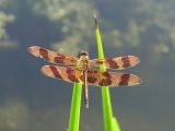 halloween pennant ks-715 018.jpg