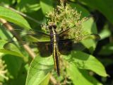 widow skimmer f ks-701 011.jpg