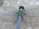 eastern pondhawk ks-801 037.jpg