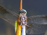 blue dasher ks-803 031.jpg