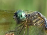 blue dasher ks-805 091.jpg