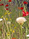 Poppies and dandelions