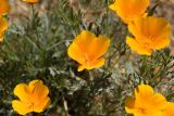 California Poppies