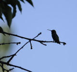 Early Morning Hummingbird