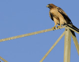 A Red Tailed Hawk
