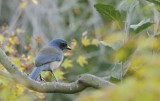 Scrub Jay