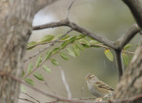 Rainy Day Sparrow