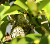 A nesting Hummingbird