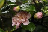 Soggy Camellias