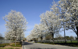 Flowering Pear Trees