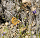 Painted Lady