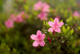 Azaleas