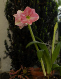 Another flowering Amaryllis