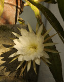 White Epiphyllum