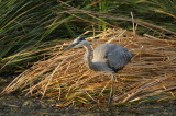 Blue Heron