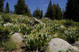 Mule Ears along the trail