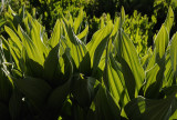 Corn Lily - Veratrum californicum