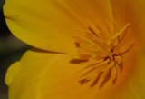 California Gold