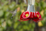 Safe to visit the feeder