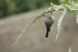 The Acrobatic Bushtit