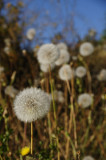 Dandelions