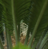 Emerging Palm Tree Flower