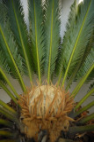 Female Flowering Sago Palm