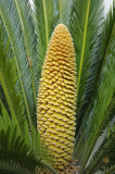 The Sago Palm flowering