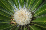 The Female Sago Palm flower