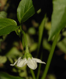 Pepper flower