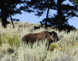 Bison Calf