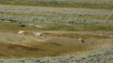 Pronghorn at Hayden Valley