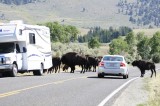 Bison Crossing at Hayden Valley