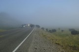 Foggy Buffalo Crossing