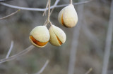 California Buckeyes