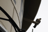 A Peregrine Falcon on the Campbell Water Tower