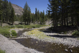 A nice flowery stream
