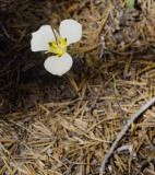 A Mariposa Lily