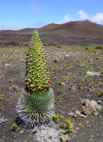 Flowering Silversword